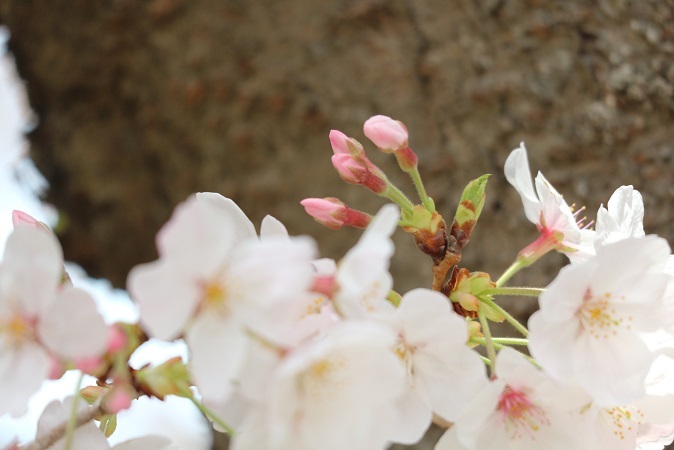 浅間神社の桜④