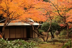 旧古河庭園の紅葉①