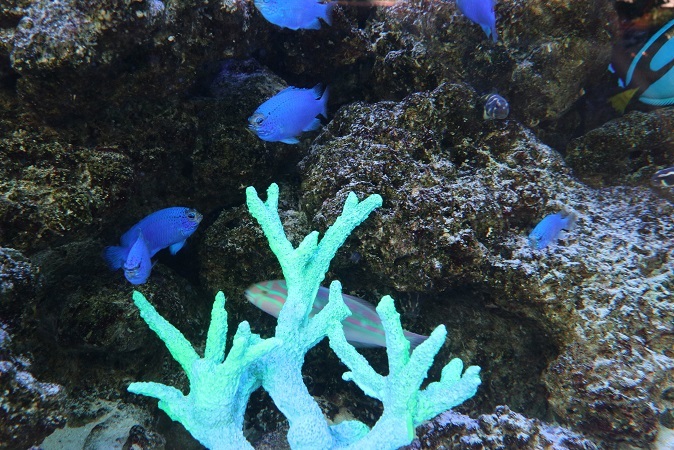 ドン・キホーテの水槽の魚たち⑥