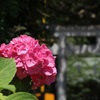 紫陽花