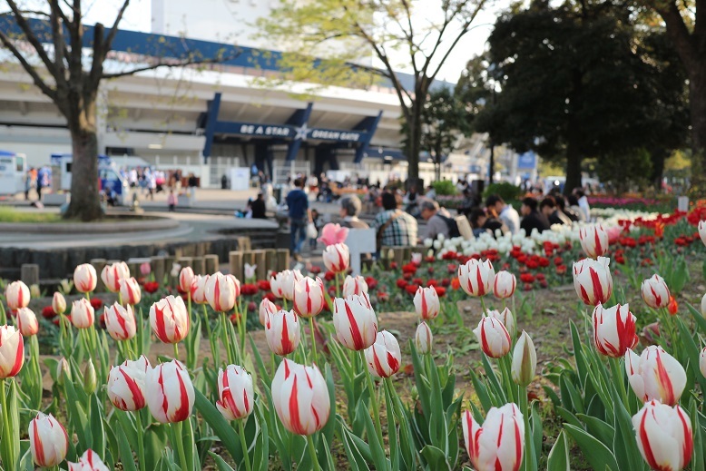 横浜公園の春④