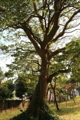 万代会館の木