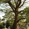 万代会館の木