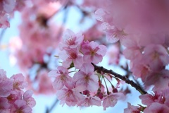 河津桜満開③