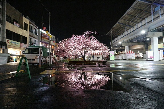 夜の河津桜、雨上がり②