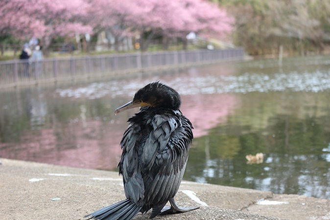 鵜と河津桜