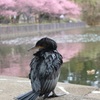 鵜と河津桜