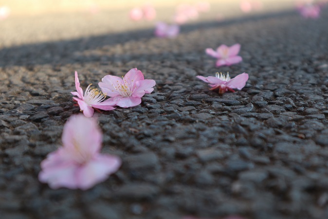 河津桜④