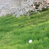 権現堂の桜１