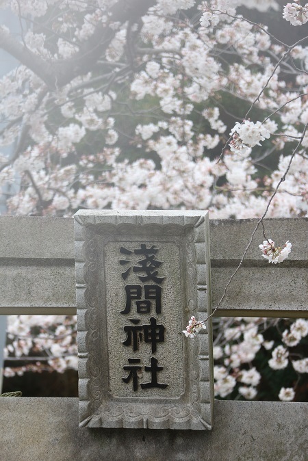 浅間神社の桜①
