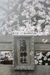 浅間神社の桜①