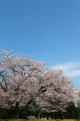 桜と青空