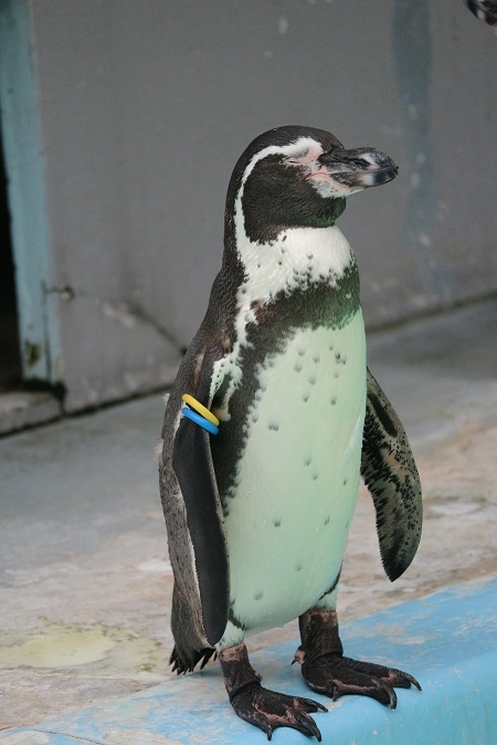 ペンギン②