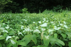 小網代の森　植物④