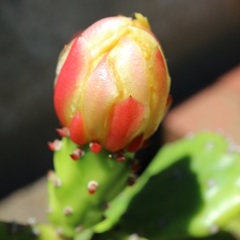 サボテンの花のつぼみ