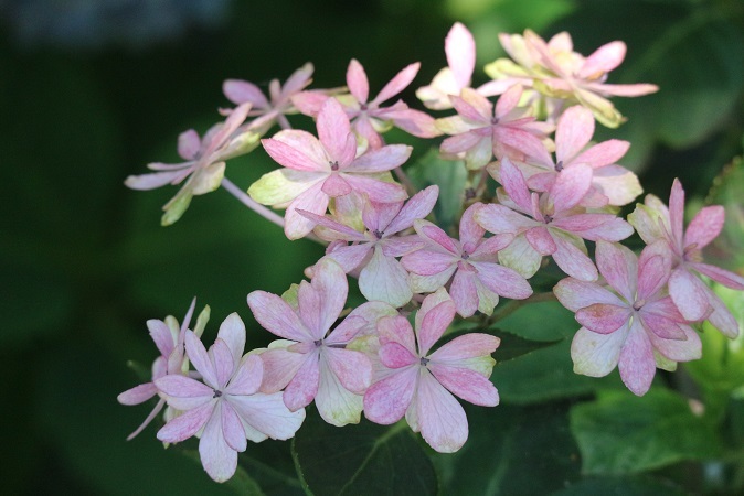 紫陽花①