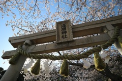 鳥居と桜