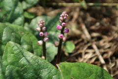 野原に咲く花②