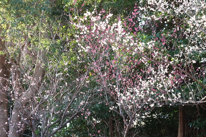 河津桜と2022⑦