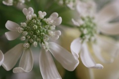 退職祝いの花束より①