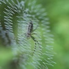 蜘蛛の巣