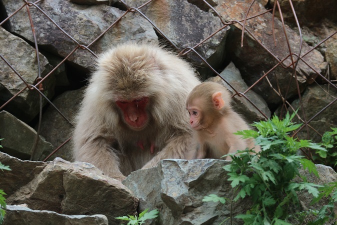 野猿の親子④