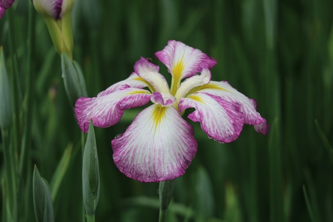 しょうぶの花⑤
