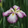 しょうぶの花⑤