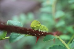 アゲハの幼虫