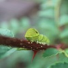 アゲハの幼虫