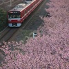 河津桜と京急（赤車両）