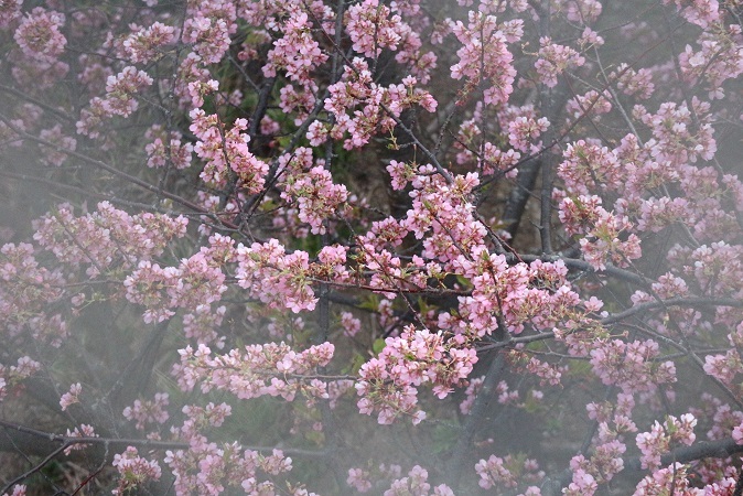 河津桜①