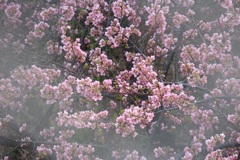河津桜①
