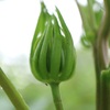 花のつぼみ