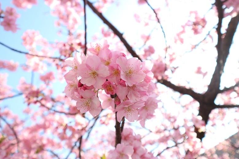 河津桜②