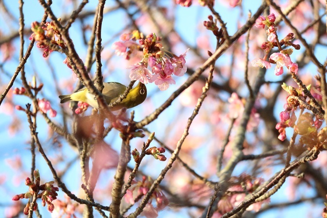 河津桜と2022⑧