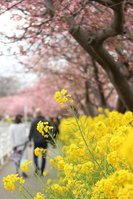桜並木と菜の花