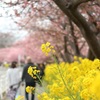 桜並木と菜の花