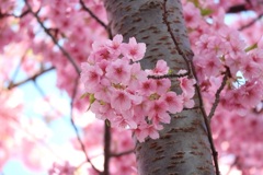 河津桜満開①