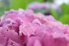 雨の日の紫陽花③