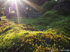朝日の苔庭