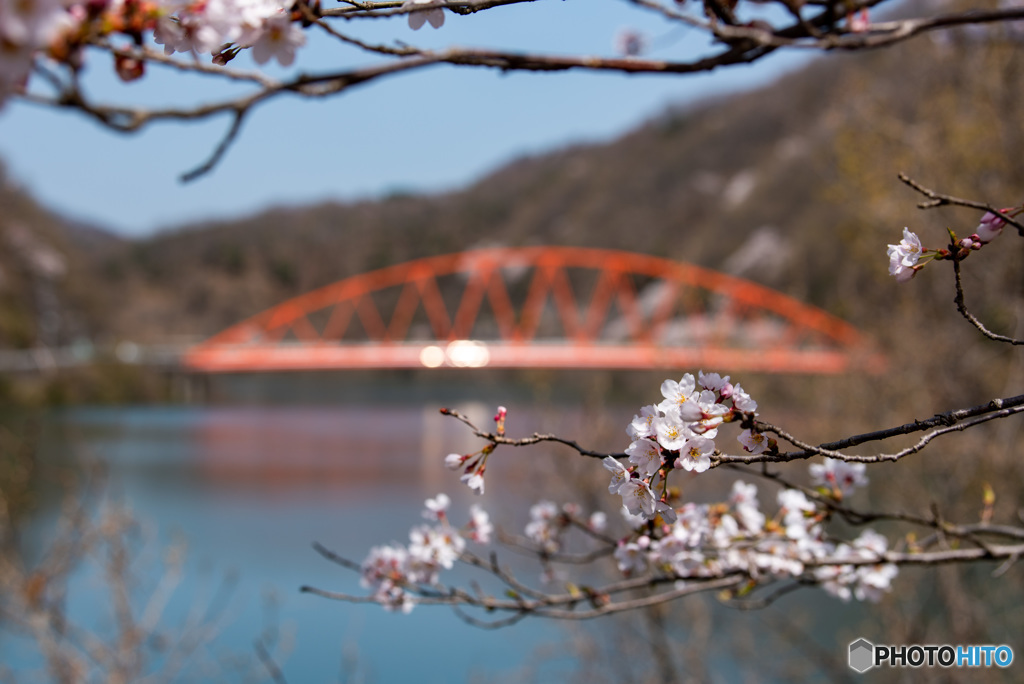 知明さくら橋と桜