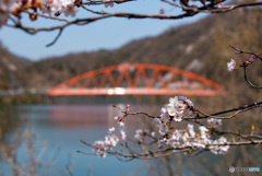 知明さくら橋と桜