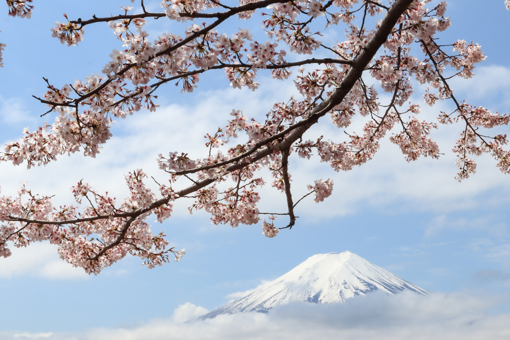 ふわり