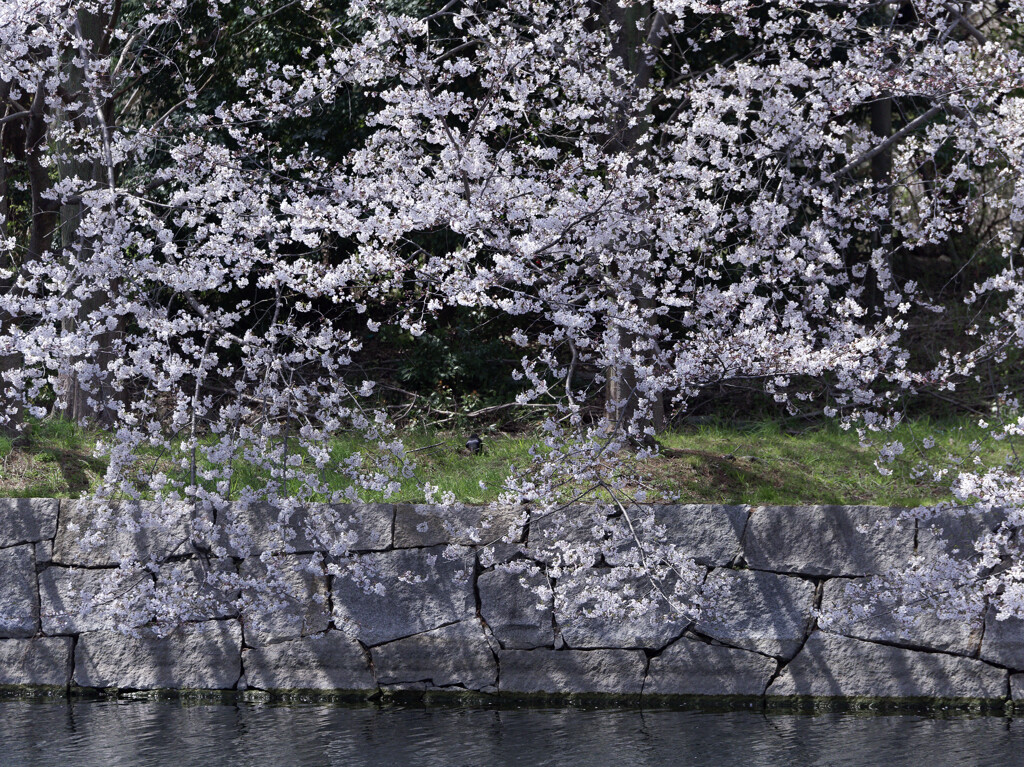 _1090463_DxO