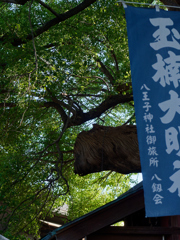 木漏れ日