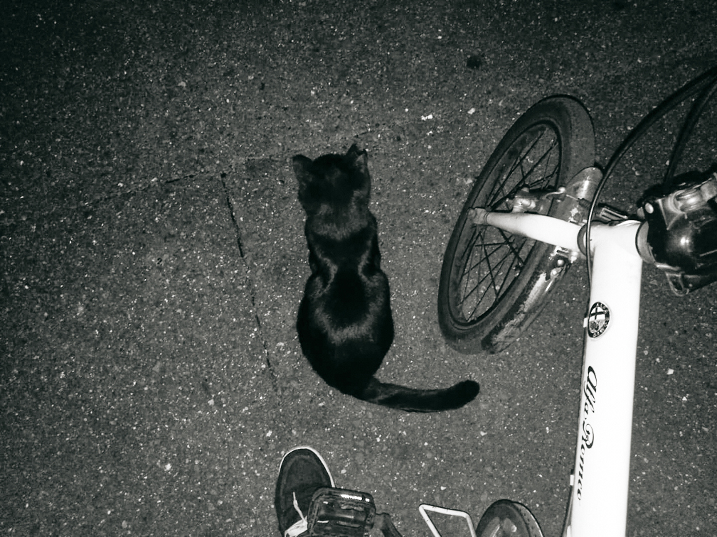 黒猫　