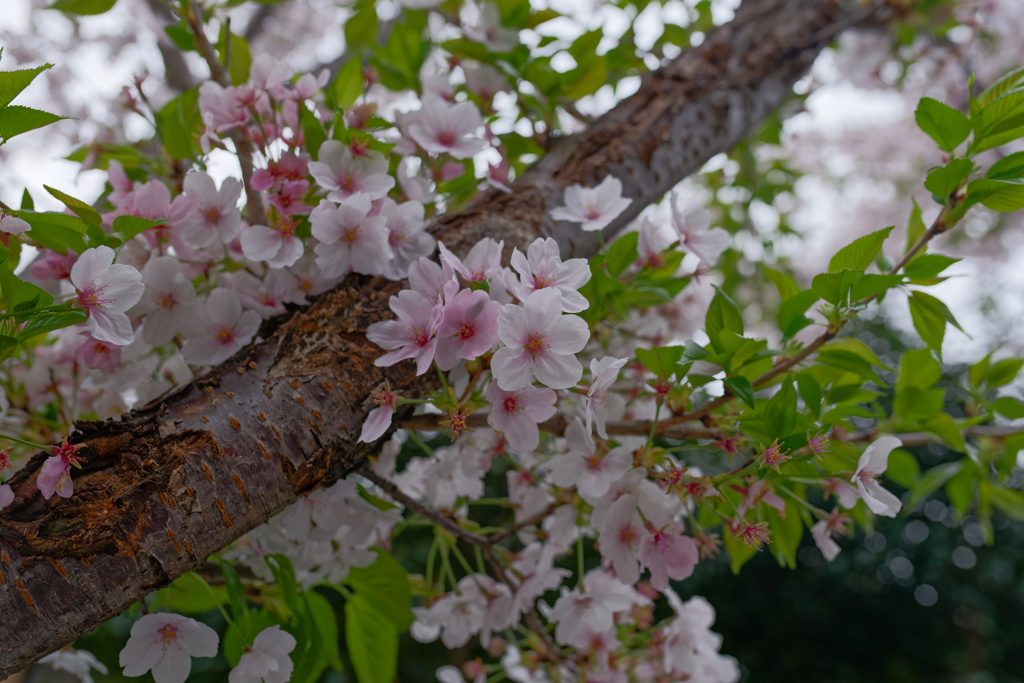 曇天の桜　テスト撮影