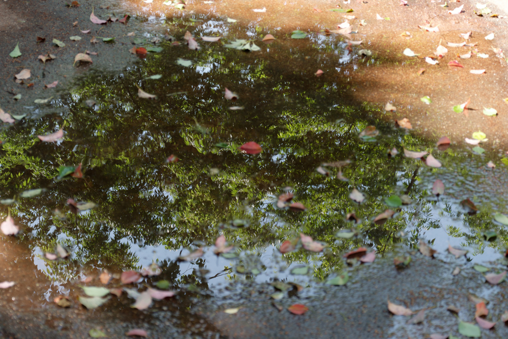 雨上がりの公園