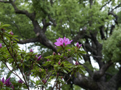 _1040397_DxO